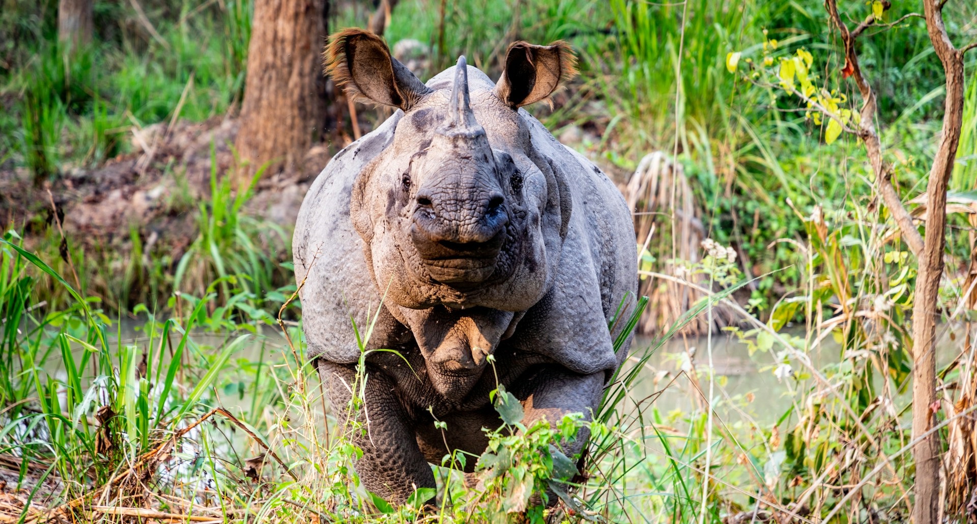 Rhino relocation within Chitwan National Park