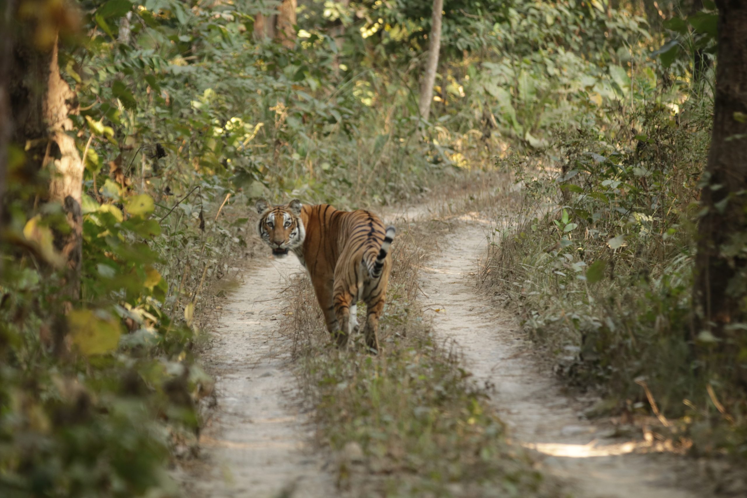Nepal’s Tiger Victory